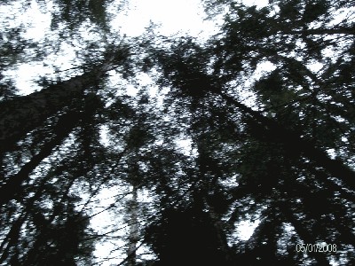 Wald2 004.jpg
