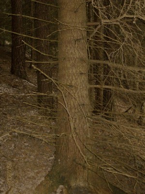 Wald2 005-1.jpg