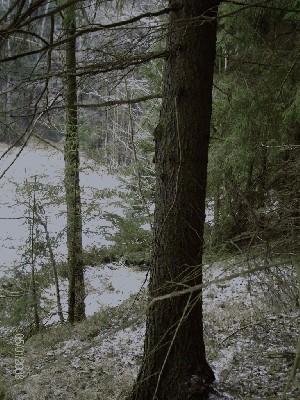 Wald2 006-1.jpg