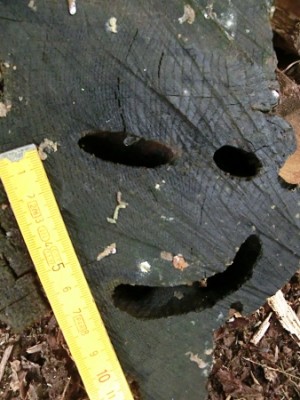 Frassbild Eichenbock.JPG