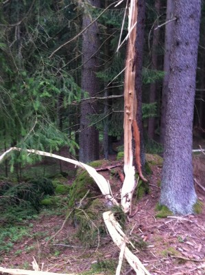 Baumbesonderheit - Blitzeinschlag 2 2013.jpg