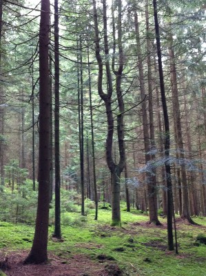 baumbesonderheit - Kerzenleuchter 2 2013.jpg