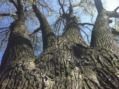 Großer Baum Bamberg.jpg