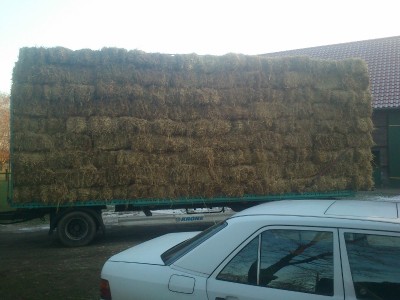 DSC_0116 (800x600).jpg