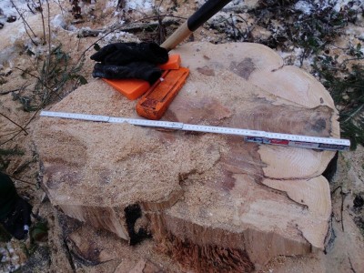 Holz Februar 2013 008.JPG