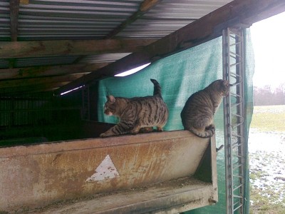 Stallkatzen.jpg