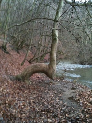 Wuchsrichtung ändert sich.jpg