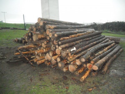 Brennholz fahren 2013 007.JPG