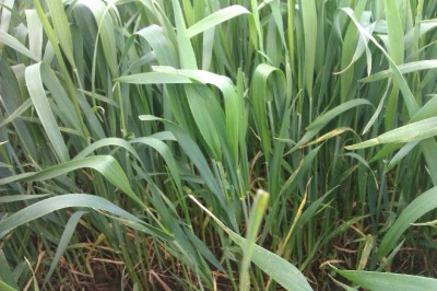 Knieschlag 28.05.13 2.jpg