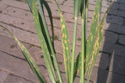 Knieschlag 28.05.13 2a.jpg