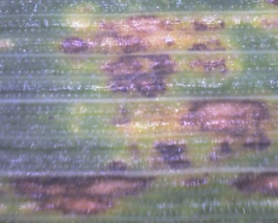 60fache Vergrößerung.jpg