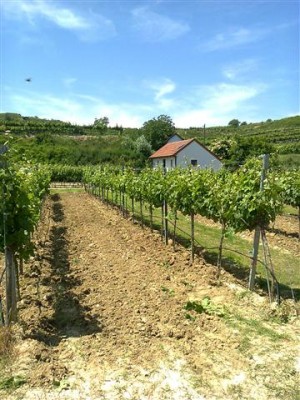 Foto0050 (Klein).jpg