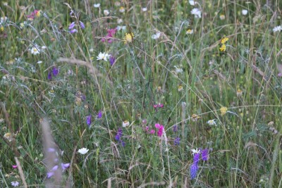 Bildla Nummä 004.jpg