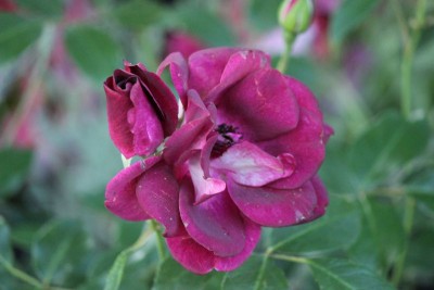 Bildla Nummä 020.jpg