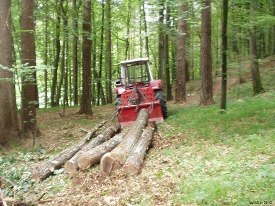 322_Eiche_P1010004_2.JPG