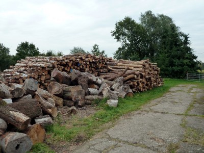 Holz 4.JPG