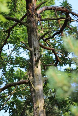 Bildla Nummä 006.jpg