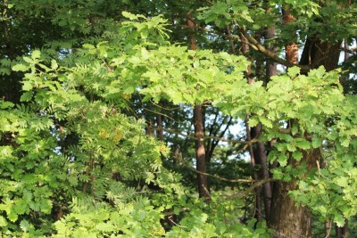 Bildla Nummä 007.jpg