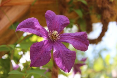 Bildla Nummä 001.jpg