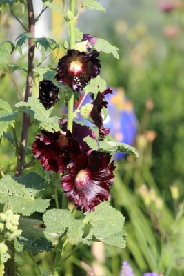 Bildla Nummä 002.jpg