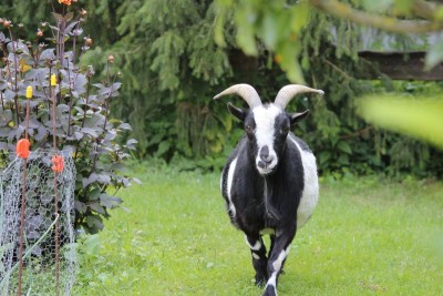 Bildla Nummä 003.jpg