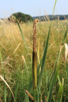 Bildla Nummä 005.jpg