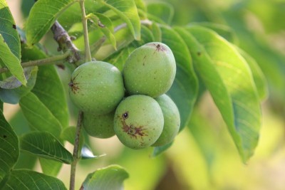 Bildla Nummä 009.jpg