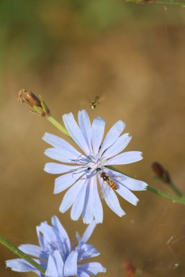 Bildla Nummä 010.jpg