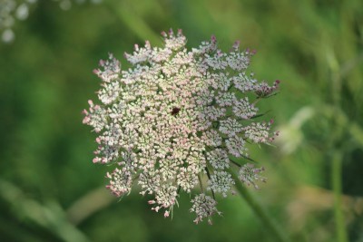 Bildla Nummä 011.jpg