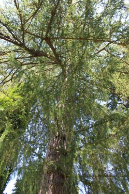 Bildla Nummä 002.jpg