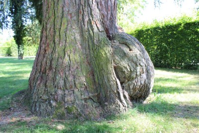 Bildla Nummä 003.jpg