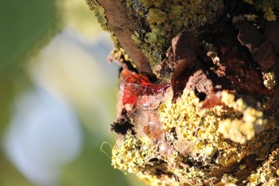 Bildla Nummä 003.jpg