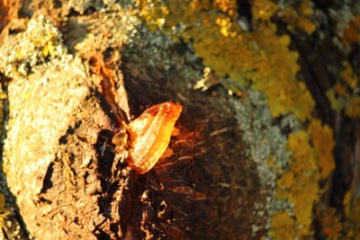 Bildla Nummä 004.jpg