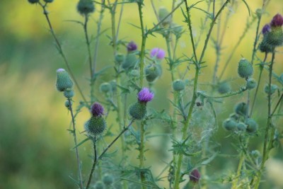 Bildla Nummä 007.jpg