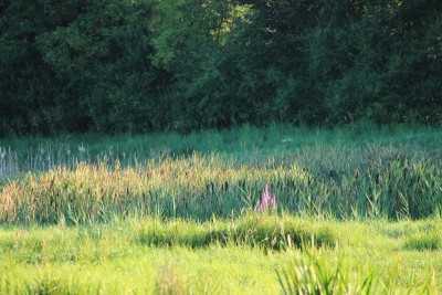 Bildla Nummä 008.jpg