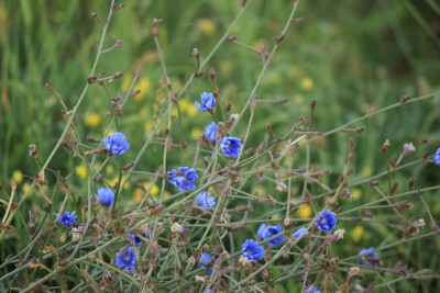 Bildla Nummä 009.jpg