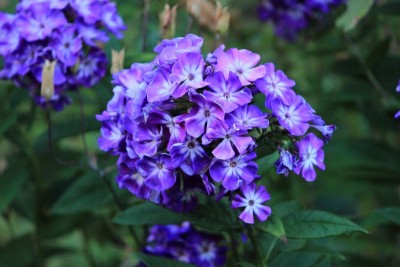 Bildla Nummä 011.jpg