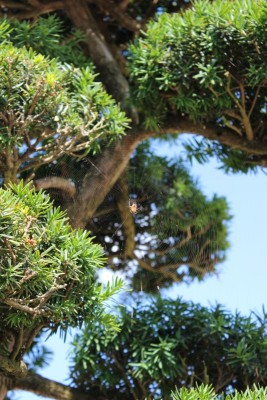 Bildla Nummä 015.jpg