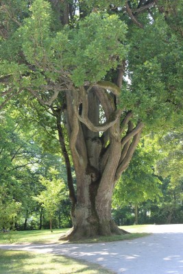 Bildla Nummä 034.jpg