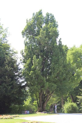 Bildla Nummä 042.jpg