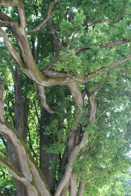 Bildla Nummä 043.jpg