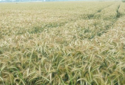 Triticale.JPG