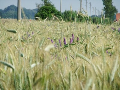 K640_Getreide mit Blumen 002.JPG