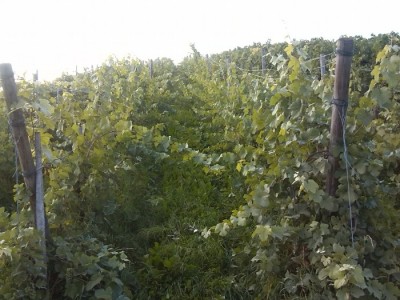IMG_20130814_193618.jpg