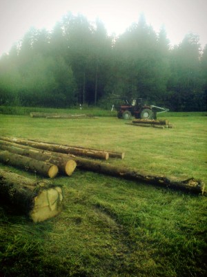 mf wald 1.jpg