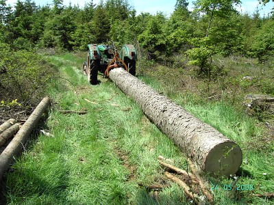 6 Meter Abschnitt Sturmfichte.jpg