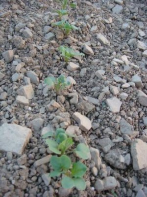 Winis Raps auf Sandstein 30.08.2013.JPG