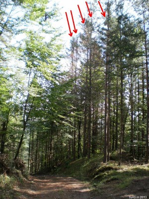 P9020003_Schulwald_2.JPG