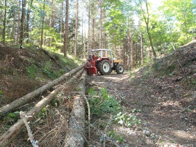Schulwald_P9030061_2.JPG