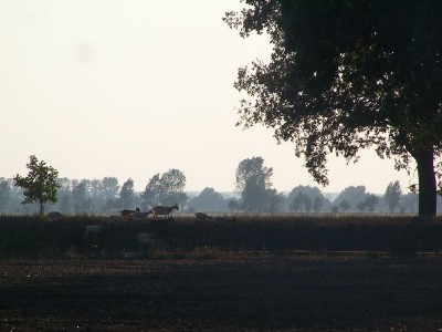 abendziegen.JPG